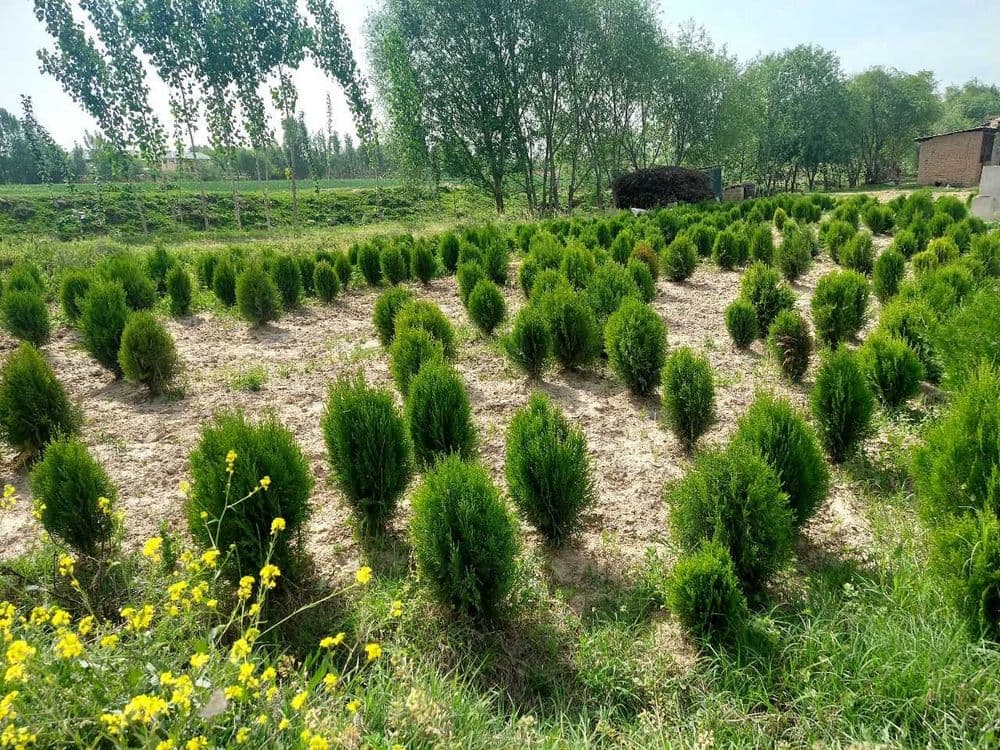 Туя навли арча кучатлари сотилади — 1