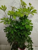 Хонаки гуллар, Комнатные цветы, Ташкент