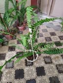 Комнатные цветы, растение, gullar, honaki gul