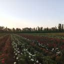 Atirgul kochatlari