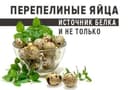 Перепелиные яйца источник белка и не только