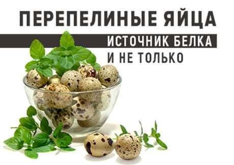 Перепелиные яйца источник белка и не только — 1
