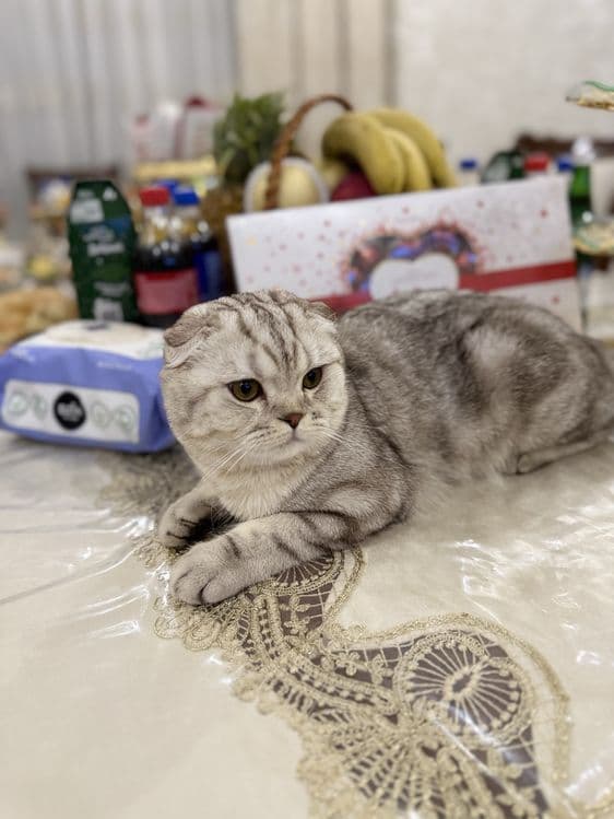 1 ёш скотиш фолд — 1