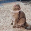 Британский короткошерстный мальчик