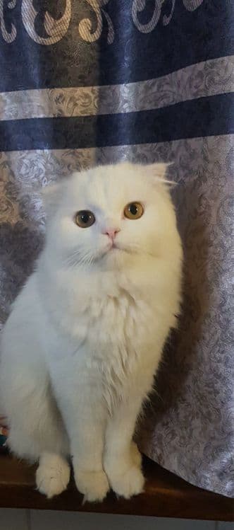 ВЯЗКАГА скоттиш фолд хейланд — 1