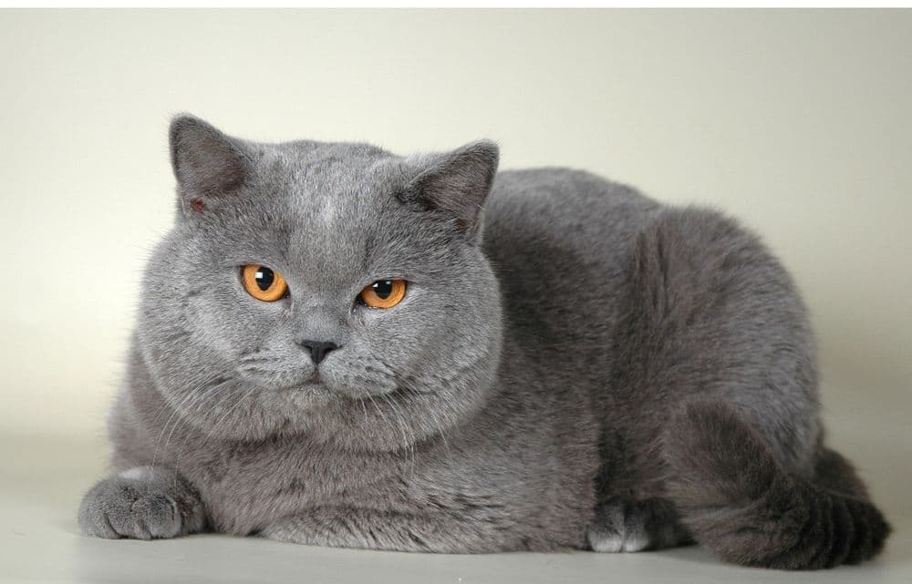 Кот на вязку.Очень добрый — 1
