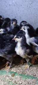 Кора шахзода жужалар сотилади