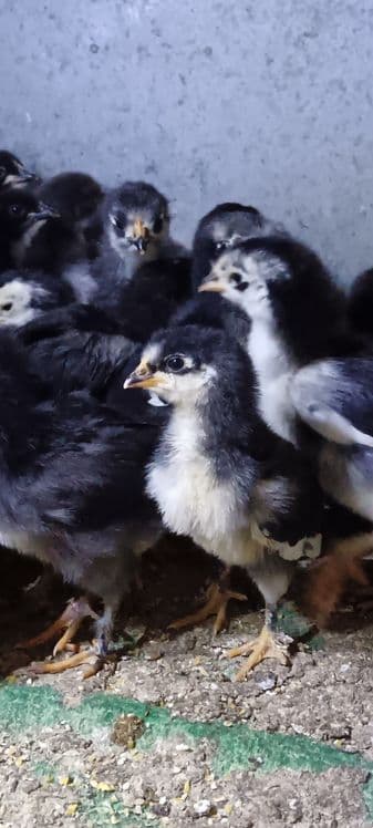 Кора шахзода жужалар сотилади — 1
