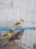 Канарейки поющие