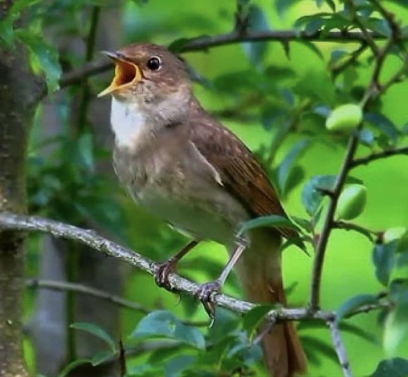 Bulbul sotiladi 2 oyli — 1