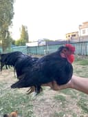 Yapon damashni horoz tovuqla sotiladi