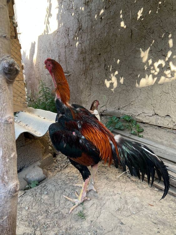 Xoʻroz va tovuq sotiladi — 1