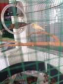 Канарейки Молодые !!!