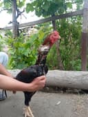 Хуроз сотилади..