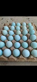 Ухайли тухумлари сотилади Қарши шаҳри