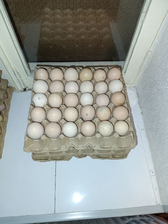 Уй тухумлари чиройли сакловларда — 1