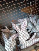 Продам кроликов дёшово