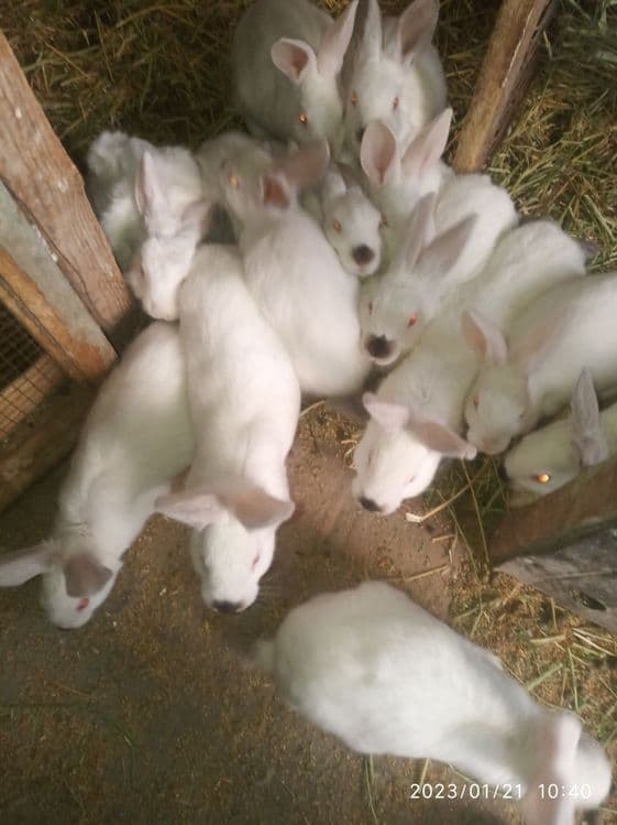 Зотдор куёнлар сотилади — 1