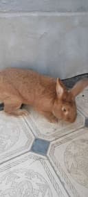 Quyon sotiladi Enzika 1 yosh 4kg