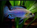 Pseudocrenilabrus nicholsi
Tanganika
Pseudocrenilabrus nicholsi
Razm