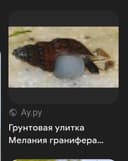 Улитки мелена 5 минг