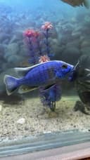 Аулонокара Коралева Ньяса, Haplochromis, Аквариум, рыба, балик, Цихлид