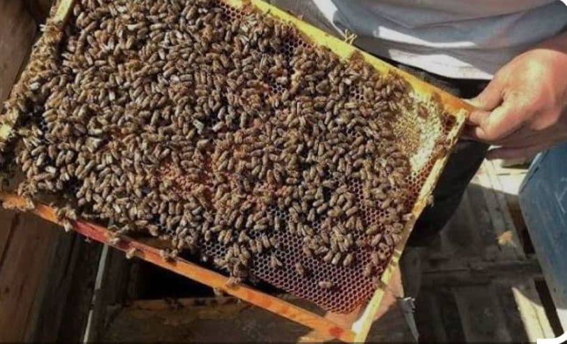 Асаларининг уяси — 1