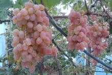 Узум дарахтлари ва екинзорлар — 1