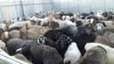 тирик қўй