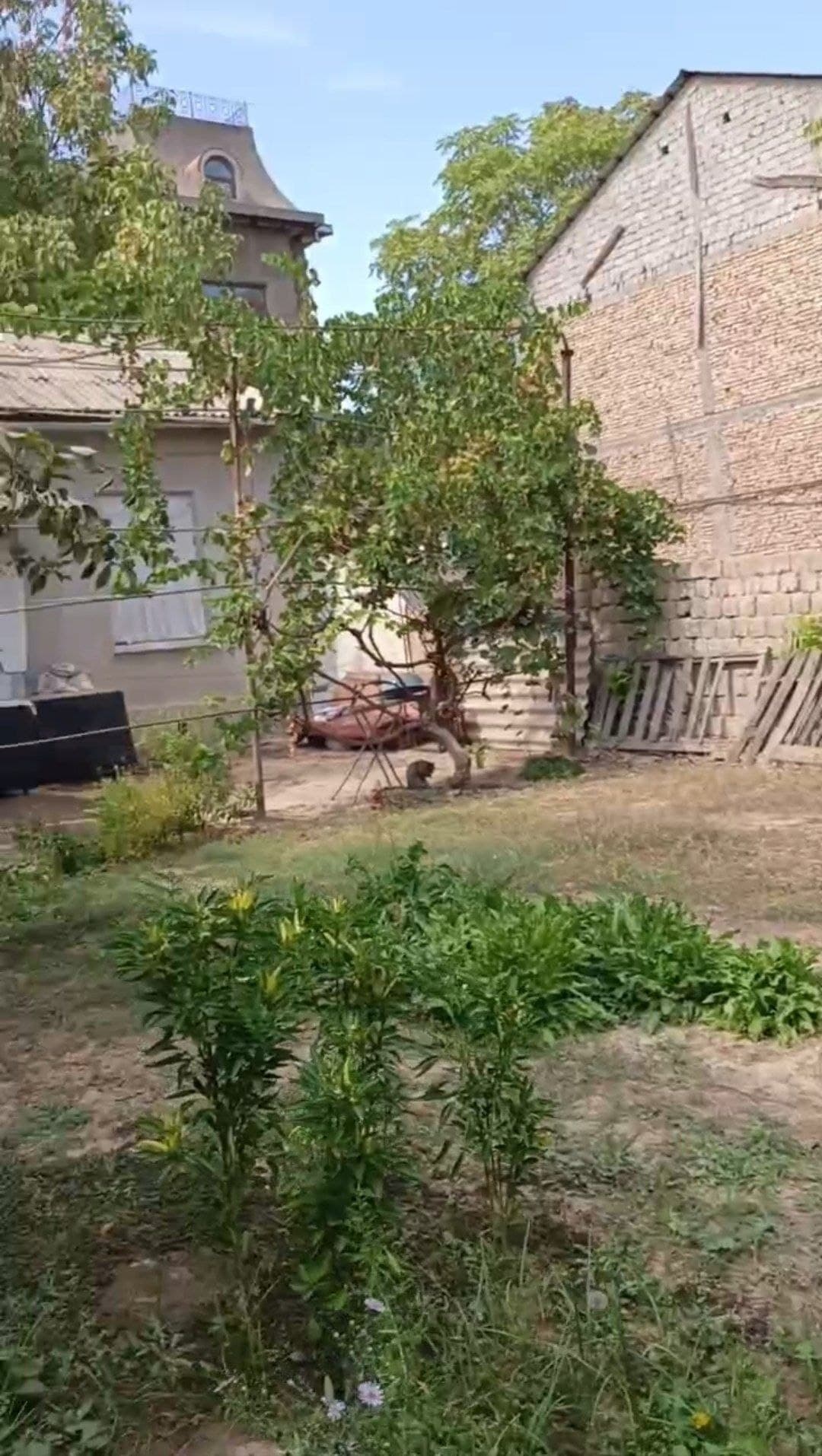 Продажа дома корасув Шур тепа — 1